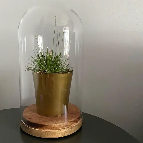 Small Terrarium Plants 42