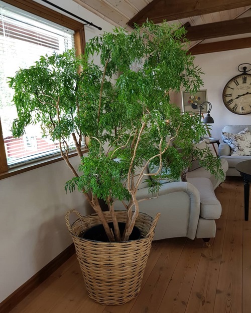 Pictures of Tall Tree Like Houseplants near Window