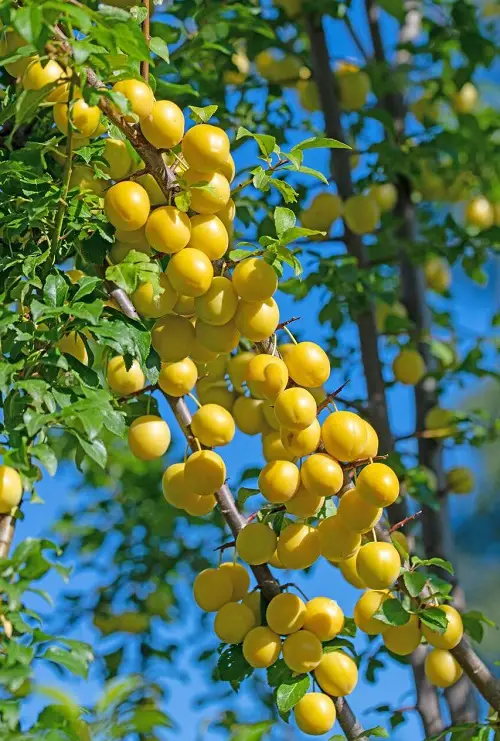 Mirabelle Plum