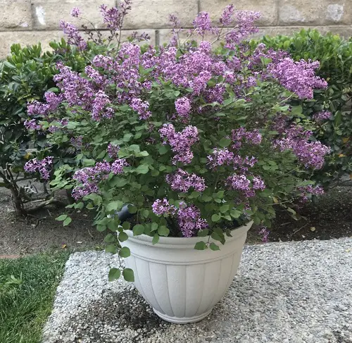 Requirements for Growing Miss Kim Lilac