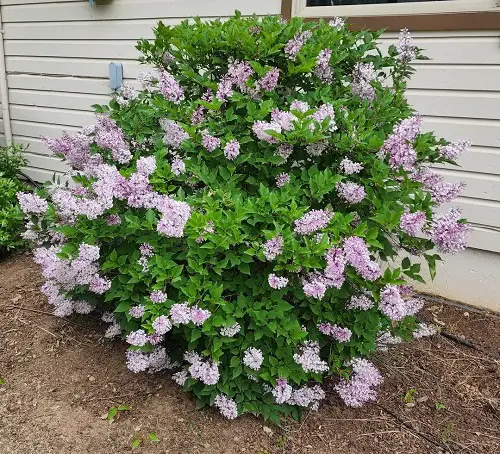 Miss Kim Lilac Care