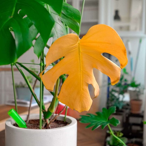 Monstera Plant turning yellow 3