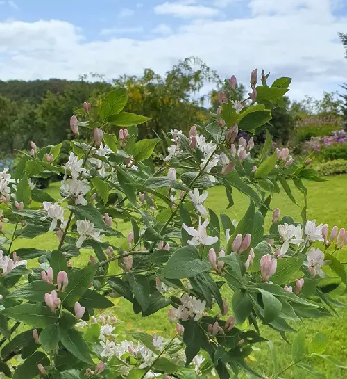 beautiful Different Types of Honeysuckle Varieties You Can Grow