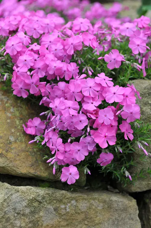 Decade-long Blooming Perennial Flowers