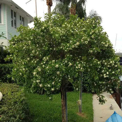 Orange Jasmine plant in garden