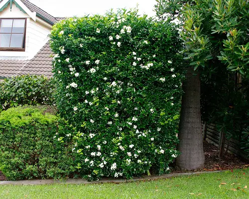 Low-Maintenance Hedge Plants 8
