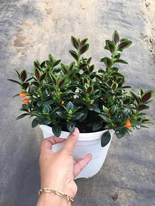 Taking Care of Black Goldfish Plant