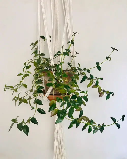 Propagating Black Goldfish Plant