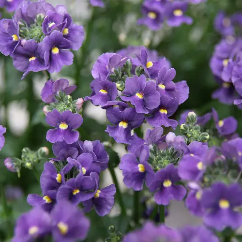 top Blue and Yellow Flowers 11