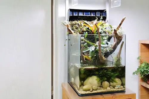 Small Terrarium Plants 43