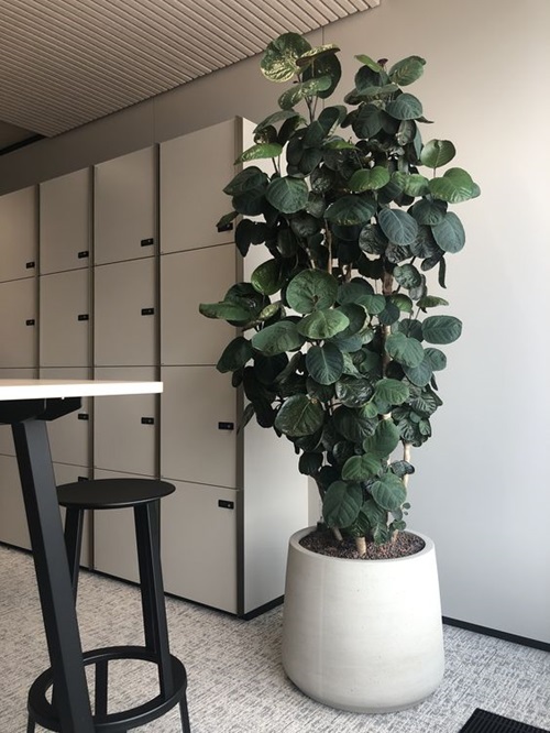 Images of Towering Tree-Resembling Houseplants