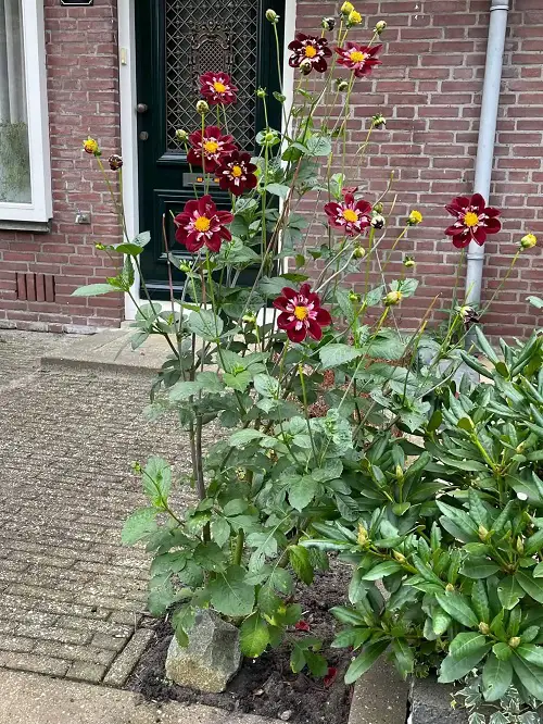 Black Dahlia Flower Varieties near door