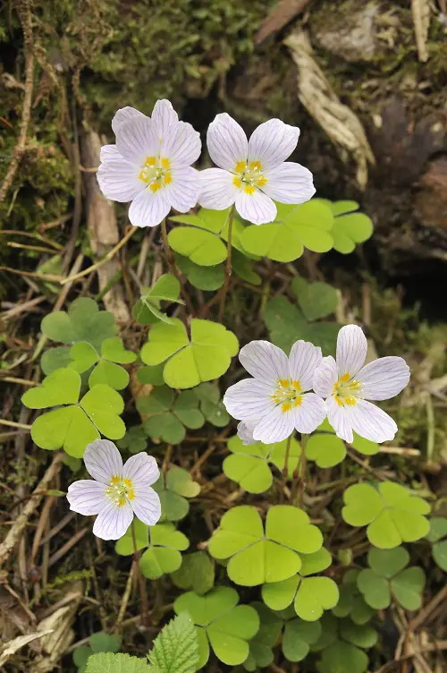 Most Oxalis Varieties You Need to Plant