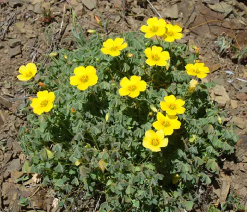 Oxalis Varieties That You Must Plant
