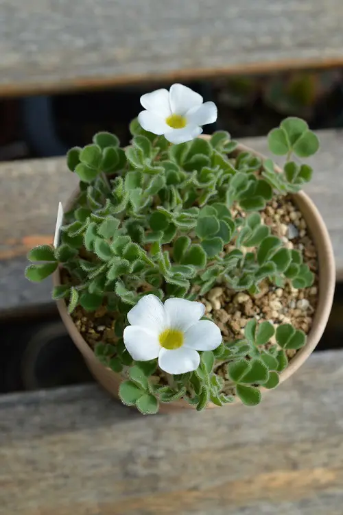 best Oxalis Varieties That You Must Plant