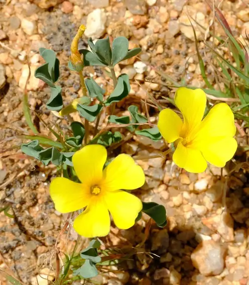 beautiful Oxalis Varieties That You Must Plant
