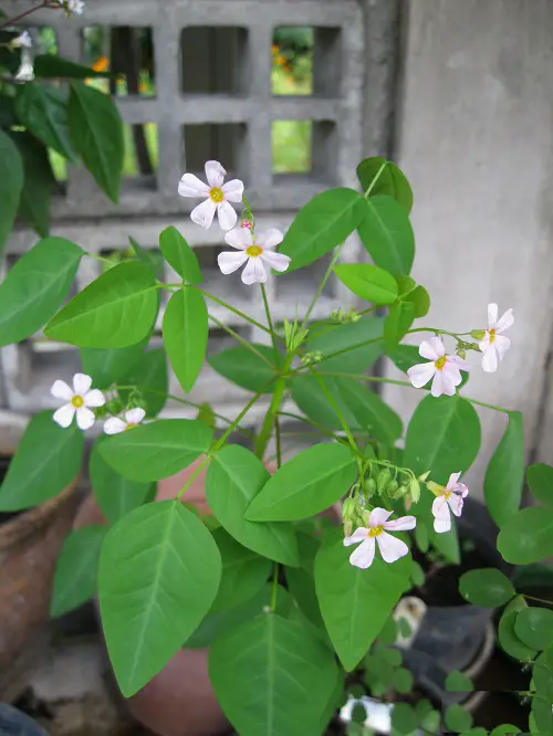 Oxalis Varieties That You Must Plant