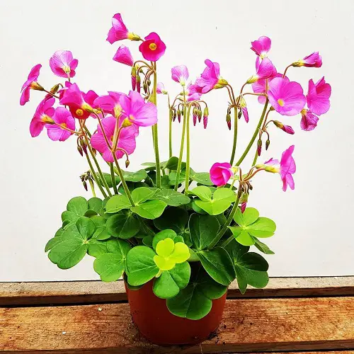 Oxalis Varieties That You Must Plant indoor