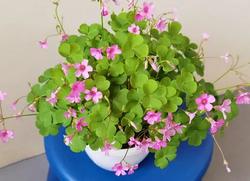 Top Oxalis Varieties That You Have to Plant