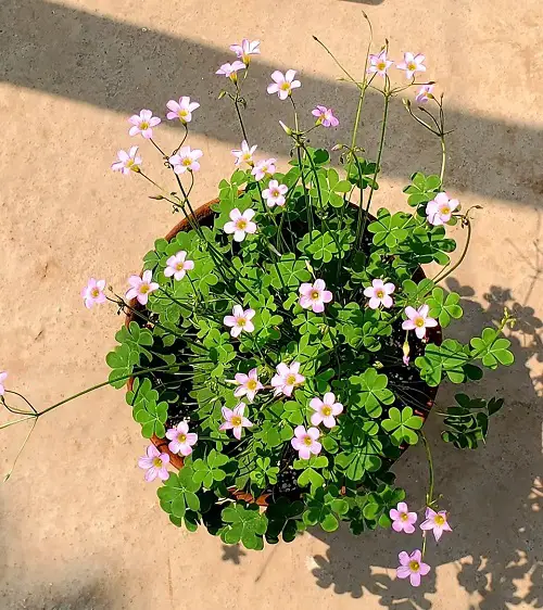 lovely Oxalis Varieties That You Have to Plant