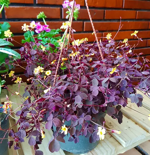 Gorgeous Oxalis Varieties That You Must Plant
