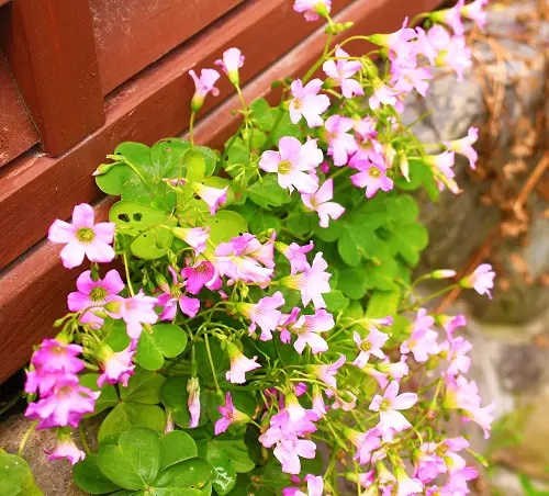 best Gorgeous Oxalis Varieties That You Must Plant