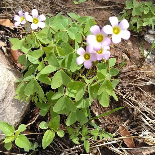 top Gorgeous Oxalis Varieties That You Must Plant