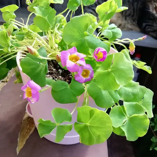Magnificent Oxalis Varieties That You Must Plant