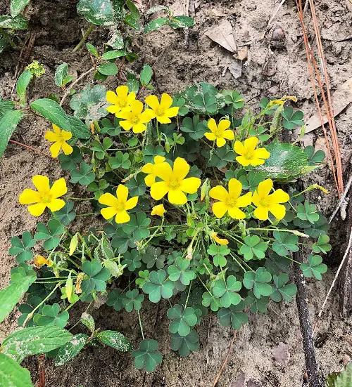 Oxalis Varieties That You Must Plant