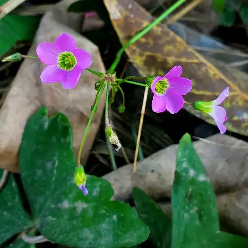 Magnificent Oxalis Varieties That You Must Plant