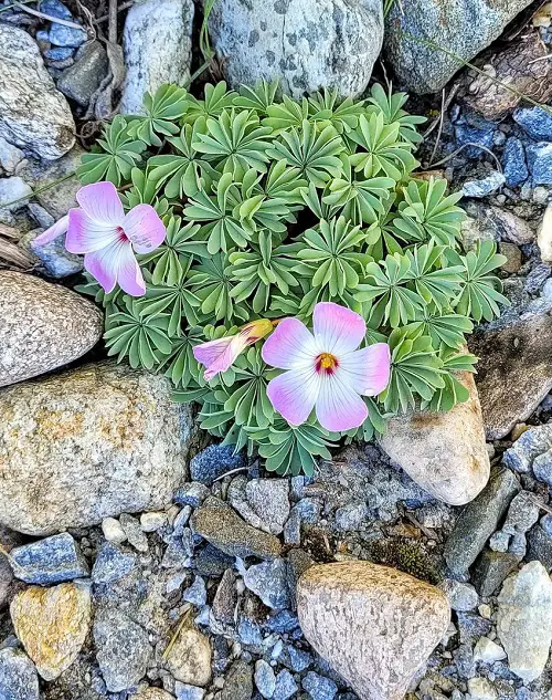 best Stunning Oxalis Varieties That You Must Plant
