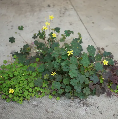 best Stunning Oxalis Varieties That You Must Plant