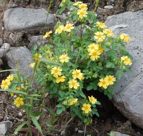 Fabulous Oxalis Varieties That You Must Plant