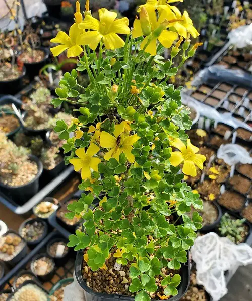 Oxalis Varieties That You Must Plant
