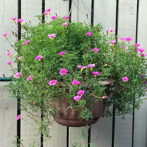 best Fabulous Oxalis Varieties That You Must Plant