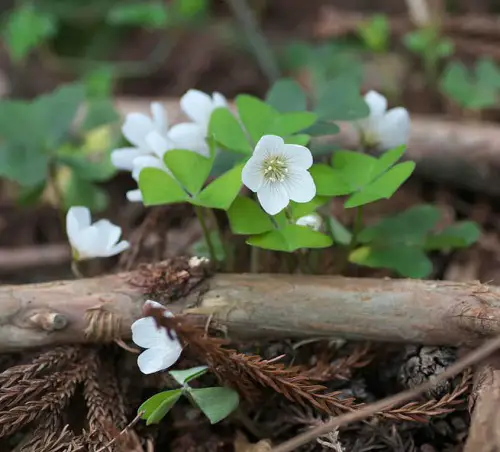 Amazing Fabulous Oxalis Varieties That You Must Plant