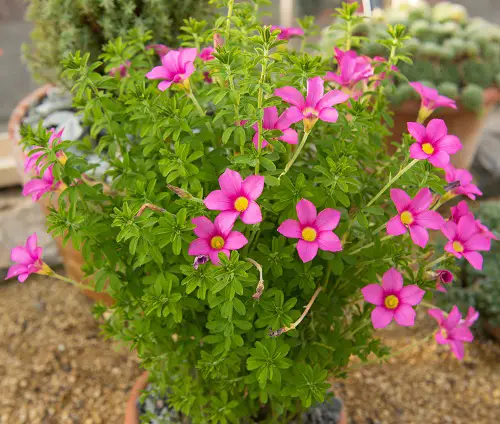 best Fabulous Oxalis Varieties That You Must Plant