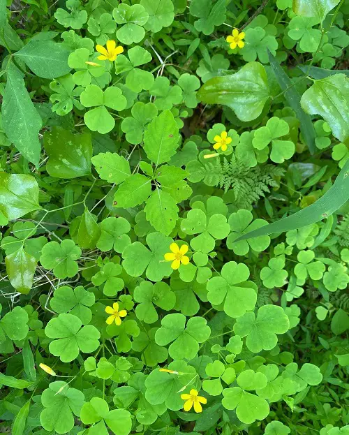Awesome Oxalis Varieties That You Must Plant