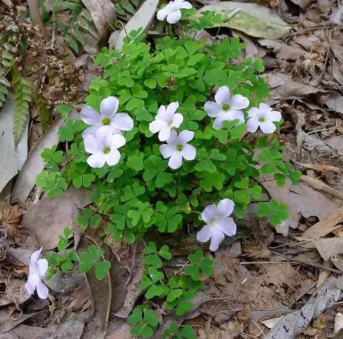 best Top Oxalis Varieties That You Have to Plant