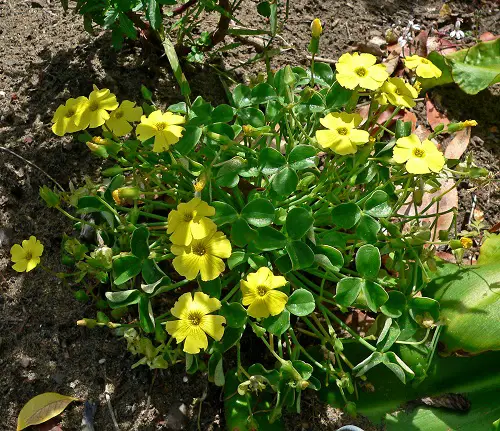 Amazing Top Oxalis Varieties That You Have to Plant
