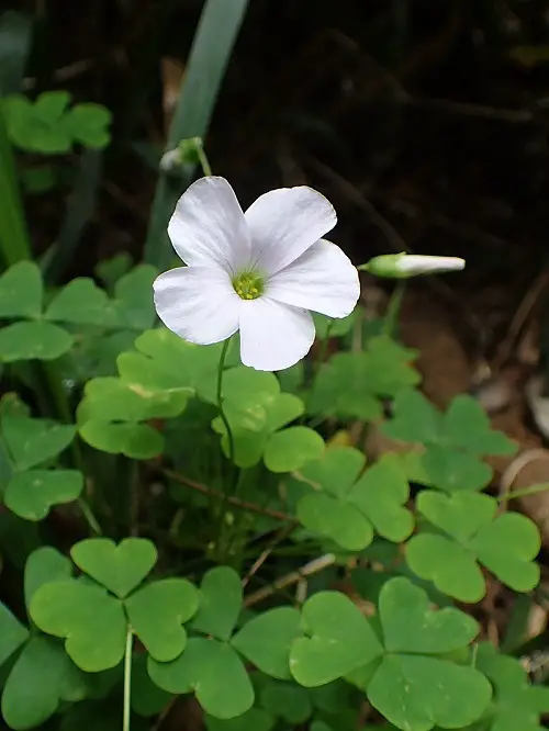 Oxalis Varieties That You Have to Plant