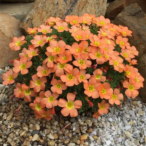 Best Oxalis Types You Need to Plant
