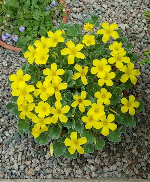 The Greatest Oxalis Types You Need to Plant