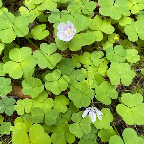 Greatest Oxalis Types You Need to Plant