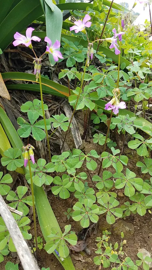 best Greatest Oxalis Types You Need to Plant