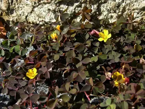 Top Oxalis Varieties That You Must Plant