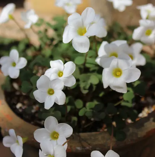 Oxalis Varieties That You Must Plant