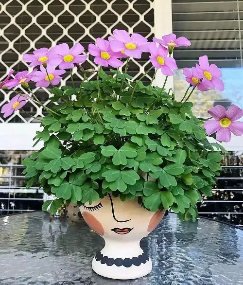 Stunning Oxalis Varieties That You Must Plant