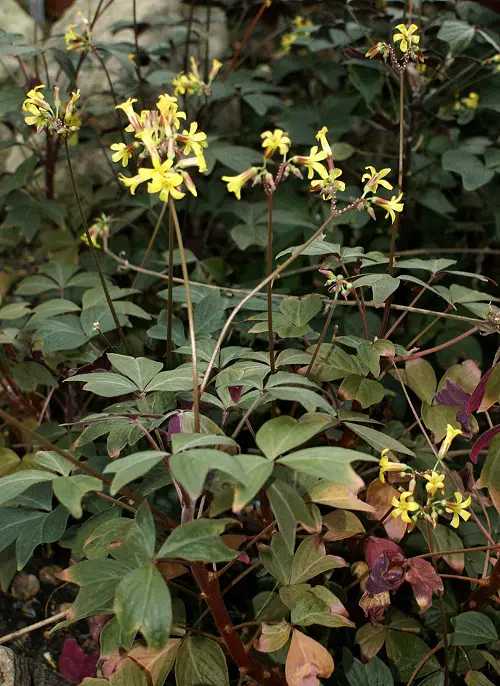 best Greatest Oxalis Varieties That You Have to Plant