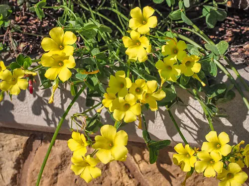 Oxalis Varieties That You Have to Plant